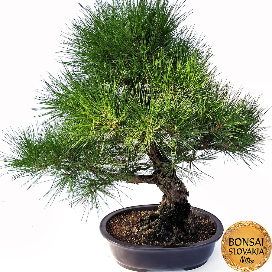 KURO MATSU 黒松 Pinus thunbergii