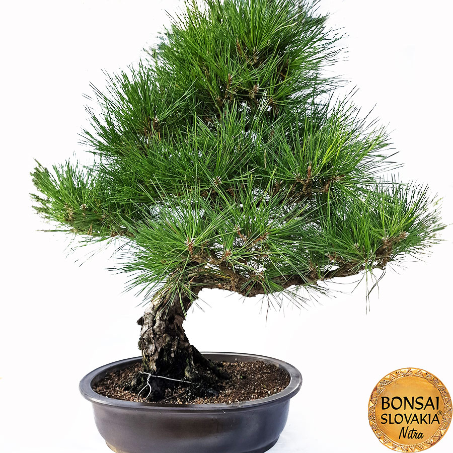 KURO MATSU 黒松 Pinus thunbergii