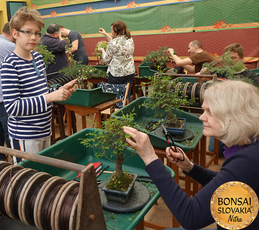 Zážitková bonsajová škola